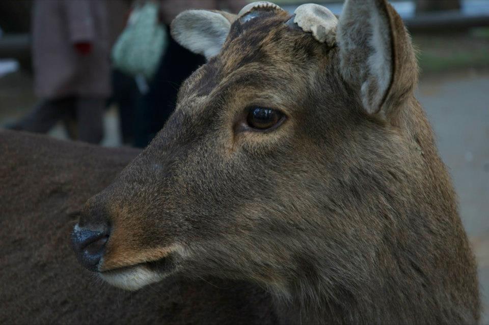 Qué ver en Nara en un día, ciervos