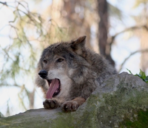 Lobo del Pirineo