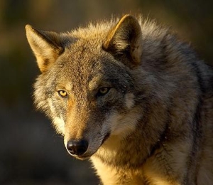 Lobo del Pirineo