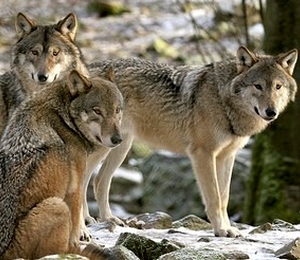 Lobo del Pirineo