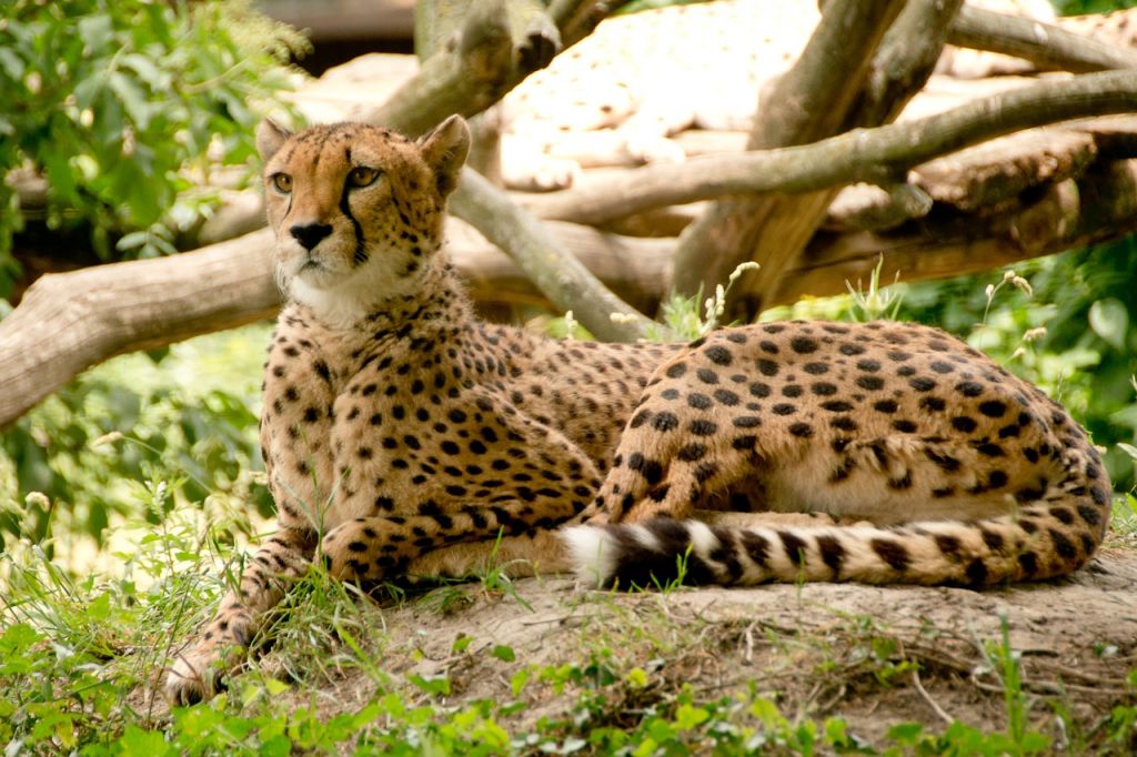 qué hacer en kenia