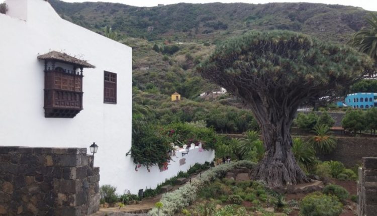 Drago milenario Icod de los Vinos