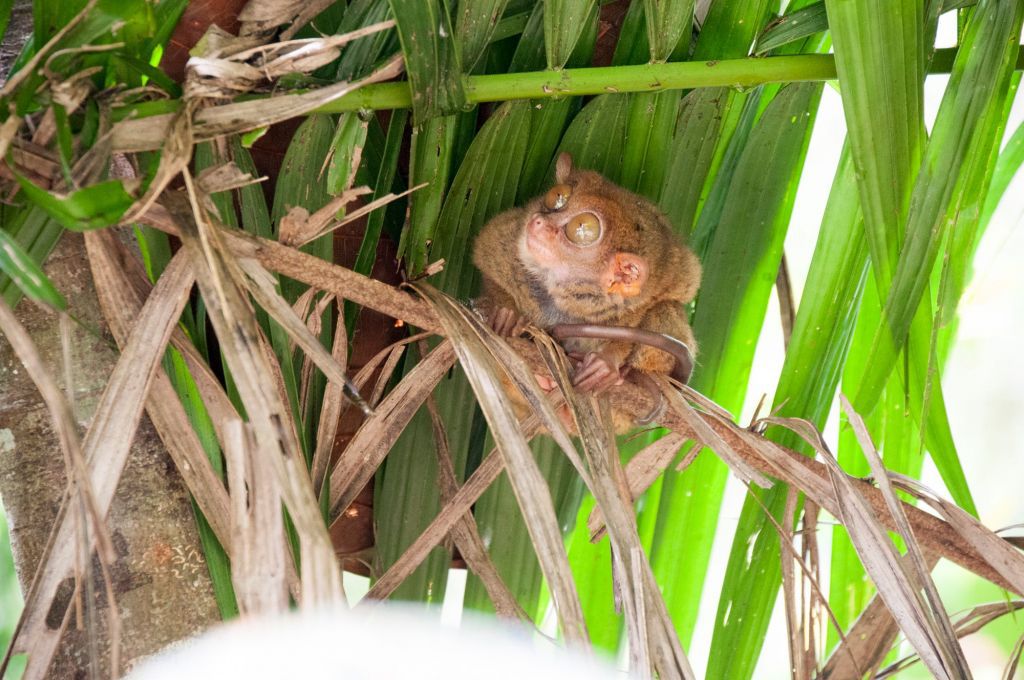 tarsier-bohol-philippines