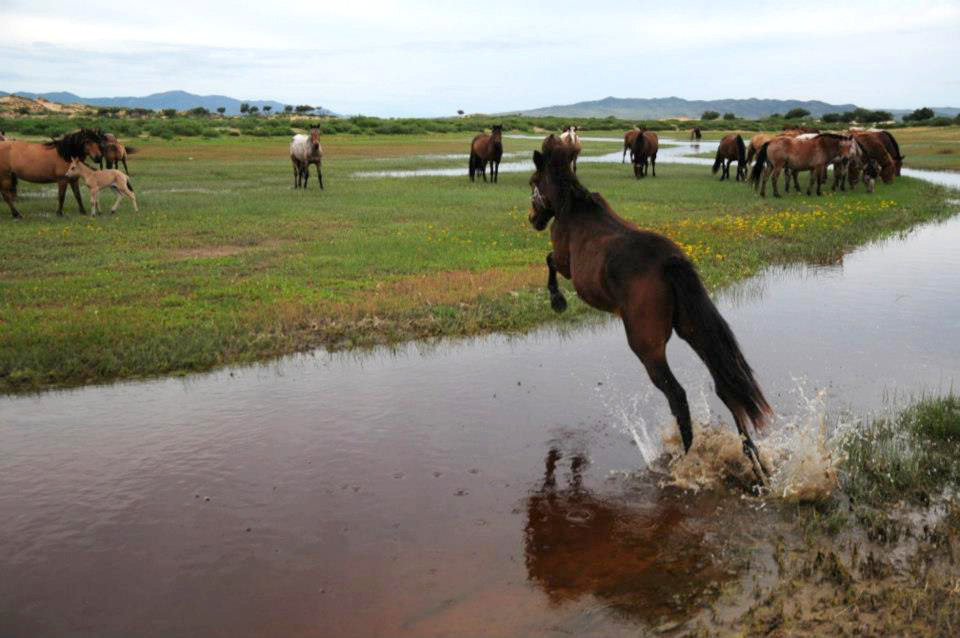 Qué hacer y ver en Mongolia