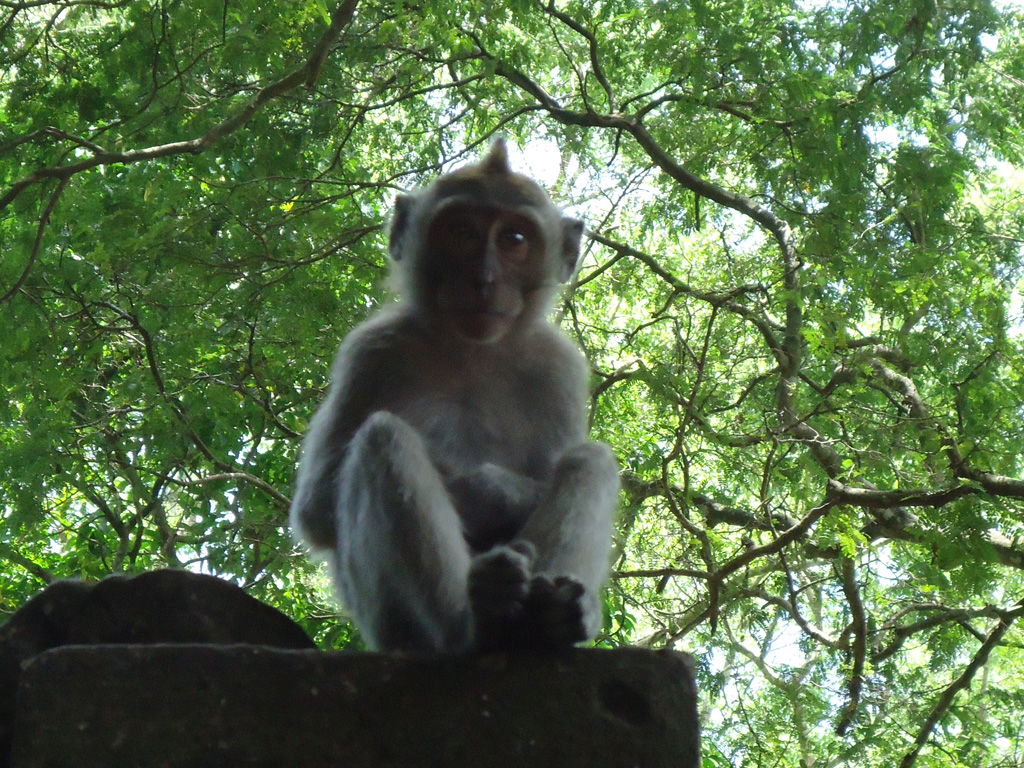 mono ubud