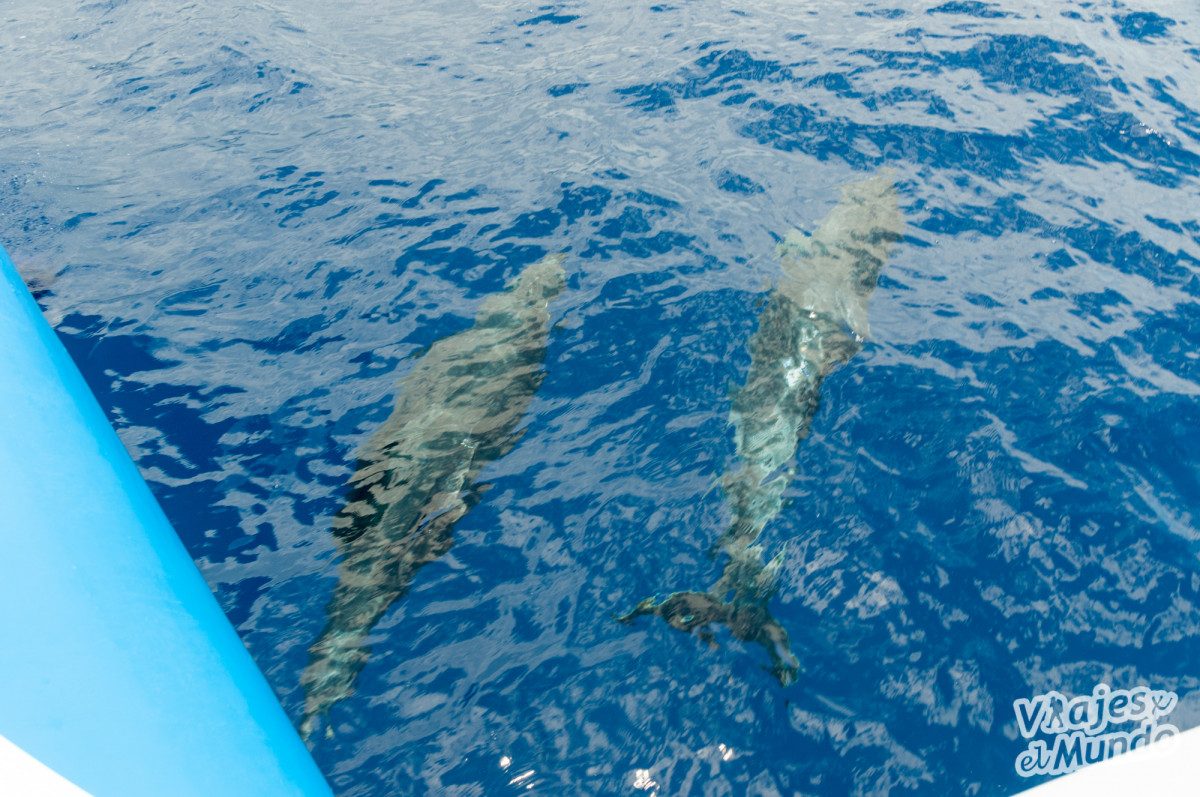 Delfines La Palma