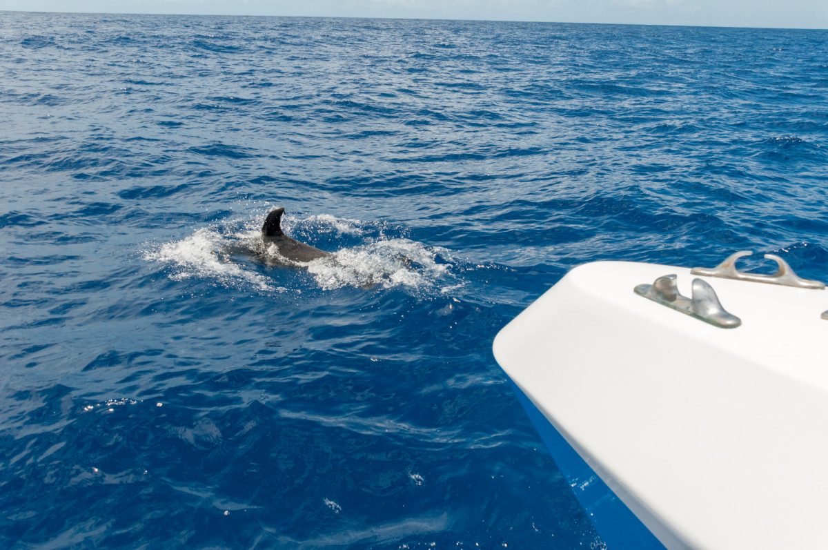 delfines y ballenas en La Palma